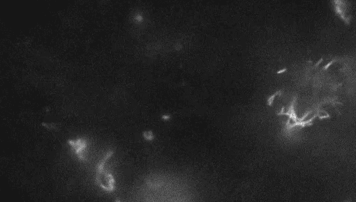 Time-lapse of plant building cell wall in black and white