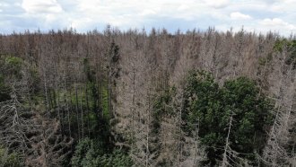 An aerial view of a forest with a stark contrast between dead trees and patches of green, healthy foliage under a partly cloudy sky.