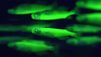 Glowing green fish on a black background