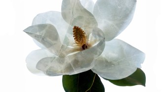 Photo illustration of a Magnolia tree flower. Some Magnolia species are endangered and are among the plants that researchers want to cryopreserve.
