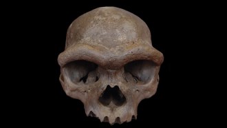 A skull with a thick ridge over its eye sockets is shown face-forward on a black background.