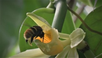 A bee dives headfirst into a white flower on a wild vanilla plant.