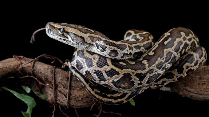 An image of a python, tongue out, on black background
