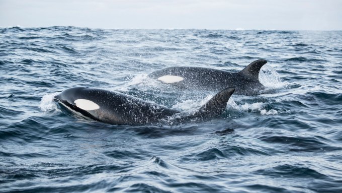 Two orcas breaching the surface as they swim in the middle of the ocean