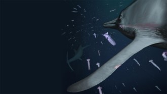 An artist's drawing of the ancient marine predator Temnodontosaurus, showing the serrated edge of its flipper.