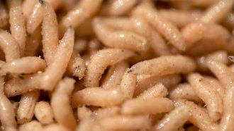 Image of many fly maggots.
