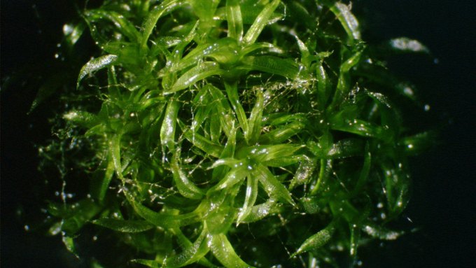 A close-up of frondlike leaves of spreading earthmoss on a black background