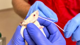 A researcher wearing purple nitrile gloves flosses the lower incisors of a mouse. A second researcher, also wearing purple gloves, holds the mouse by the scruff of its neck. The mouse's head is also looped through a metal key ring, with part of the ring supporting its lower jaw.