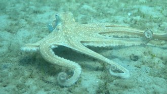A pale, speckled octopus rests on the sandy seafloor, with some of its arms curled into tight spirals while others stretch outward.